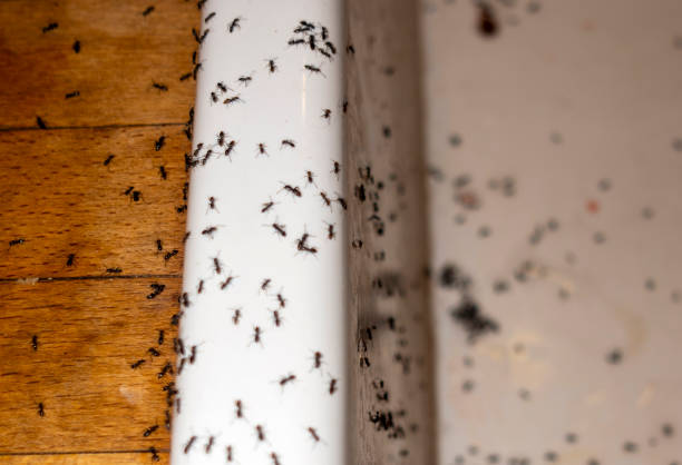 Best Best Pest Control Companies  in Apalachin, NY