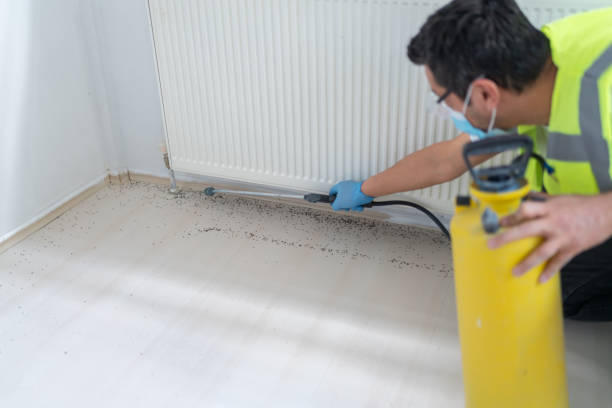 Best Termite Control Services  in Apalachin, NY